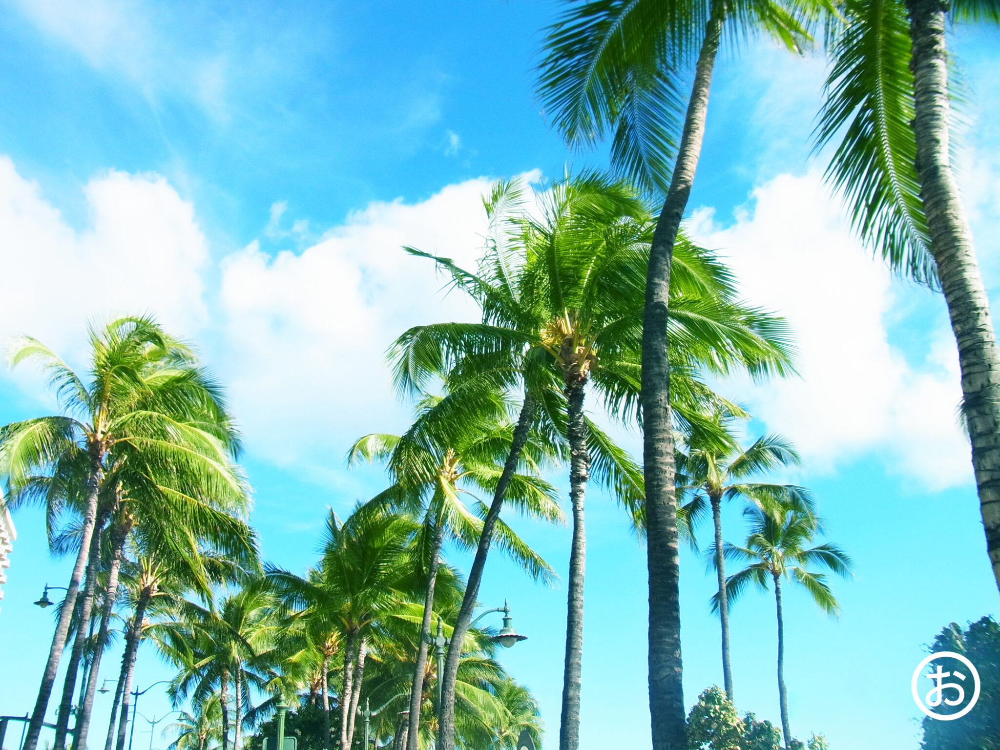 ハワイの青い空とヤシの木