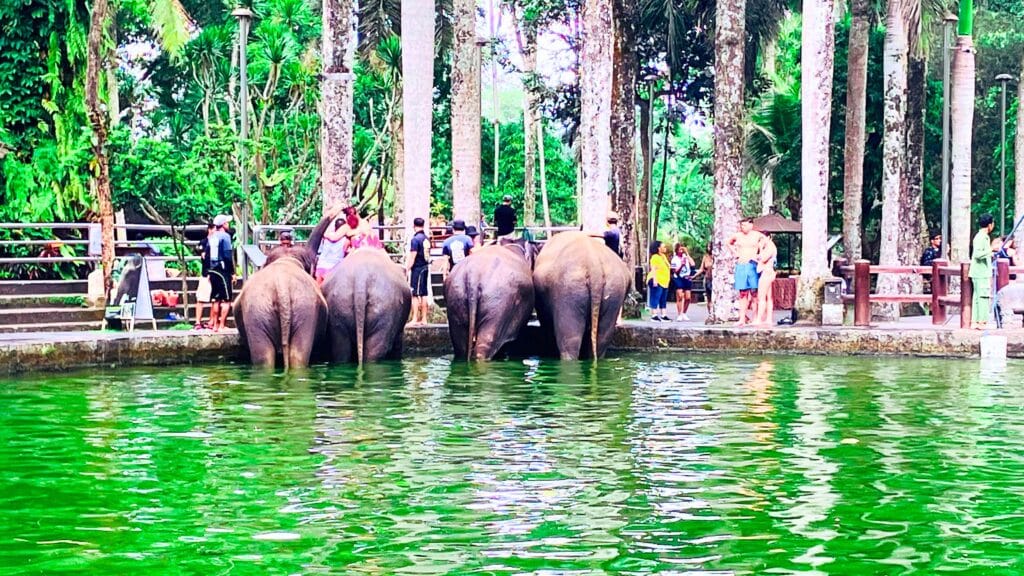 象パークの水場