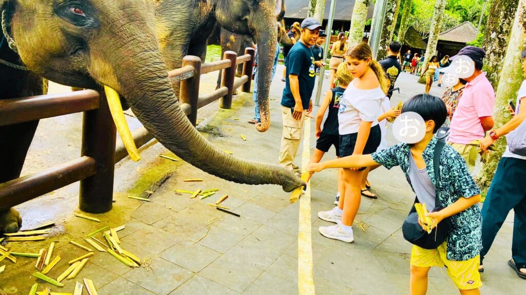 象のエサやり息子