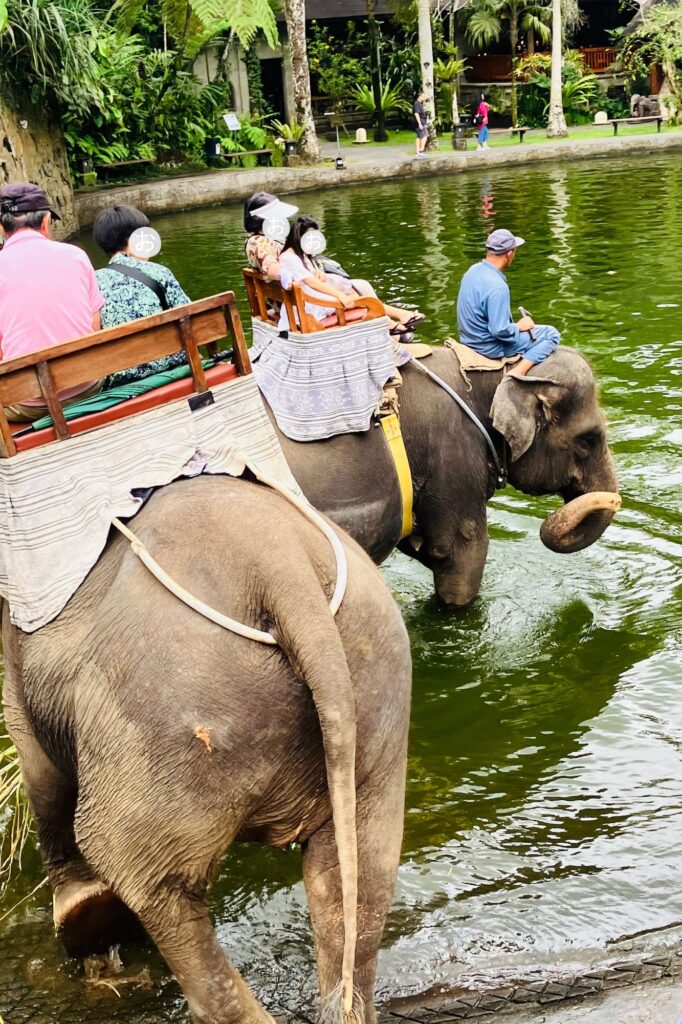 水場に入っていく象２