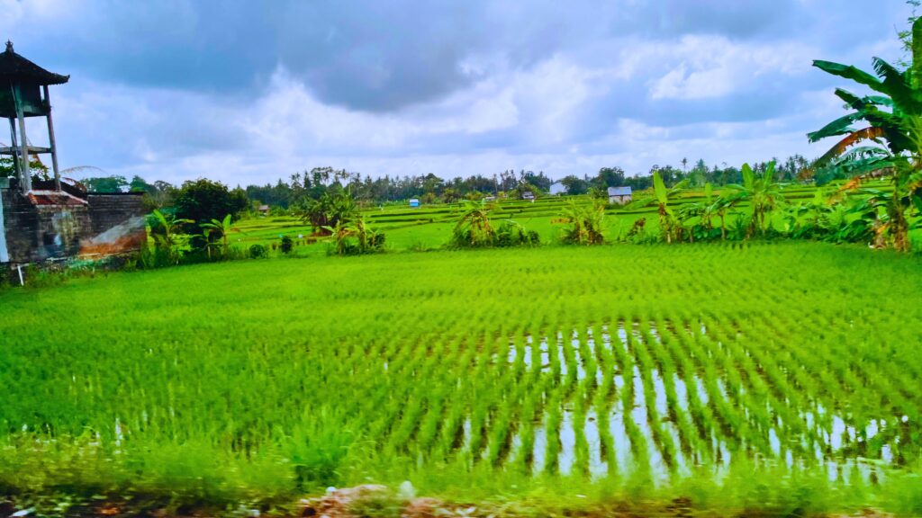 バリの水田